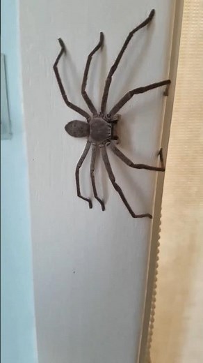 Scientists Found a Spider Hidden Deep Inside a Cave! 😳🕷️