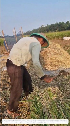 Rice Threshing: How Traditional Harvesting Methods Improve Grain Collection Efficiency