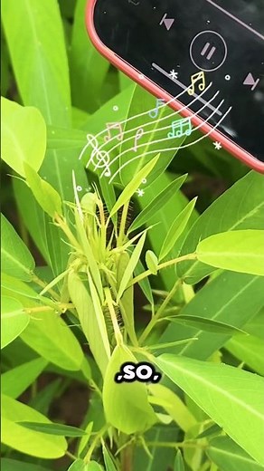 The Dancing Plant: The Plant That Loves Music! 🌿🎶 #shorts