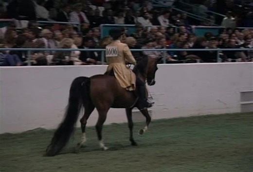 A quick peek back to 1991 when Hucklebey Berry won the US National Championship in English. Again, all these videos and more are available for purchase in our archives at https://seehorsevideo.com/archived-videos/ | Seehorse Video Arabian & Saddlebred Horse Videos and Training Videos