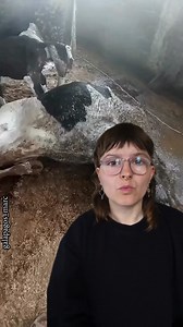 Dairy cows are subjected to intensive breeding and milking practices that stress their bodies. On average, a dairy cow produces four times more milk than cows did 70 years ago, leading to severe health issues such as mastitis, lameness, and infertility. 💔 When a dairy cow can no longer produce milk at profitable levels, she is deemed "spent" and is typically sold for beef - typically after only four to six years. In a natural setting, cows can live for 15 to 20 years. 😞 The treatment of dairy 