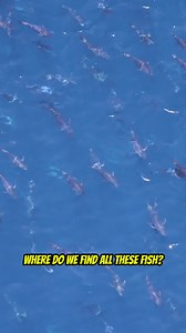 Want to Catch More Fish? 500 Step-by-Step Fishing Tutorials & Weekly Game Plans Every Thursday. Join now at yoursaltwaterguide.com | Your Saltwater Guide