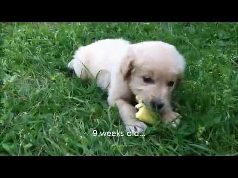 Golden Retriever Puppy to Adult (6 weeks to 1 year)