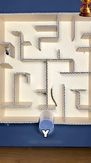 Bu Adam Böceklerin Zekasını Test Etti 🤯