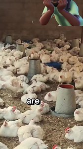 How to prevent chicken coughing | Quami Obrempong