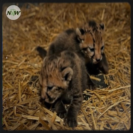 14K views · 920 reactions | Hope for the Future: Cheetah Cubs Born through Advanced Science—[Full story in 헰헼헺헺헲헻혁] | Nature and Wildlife TV | Facebook