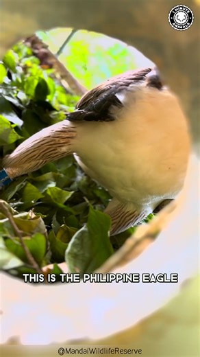 Philippine Eagle 🦅 The RAREST Eagle on Earth! Crested feathers, fierce eyes, and killer precision. It hunts monkeys high in the rainforest canopy. Majestic, endangered, and born to rule the sky. #philippineeagle #wildlife #animalfacts #1minuteanimals | 1 Minute Animals