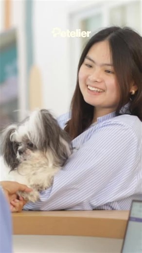 Meet Lulu, a Princess-type Shih Tzu who just got her royal pampering! 🐶✨ At Petelier, we don’t just groom, we glow up your furbabies! From gentle care to flawless cuts, our grooming experts make sure every VIPaw feels comfy, safe, and extra adorable. Treat your VIPaw to a day of comfort, care, and cuteness overload! 📍Unit 107, E-Square Building, Ortigas Ave., Greenhills, San Juan #petelierph #petcare #petgrooming #veterinarycenter #furparentapproved #petgroomingsalon | Petelier
