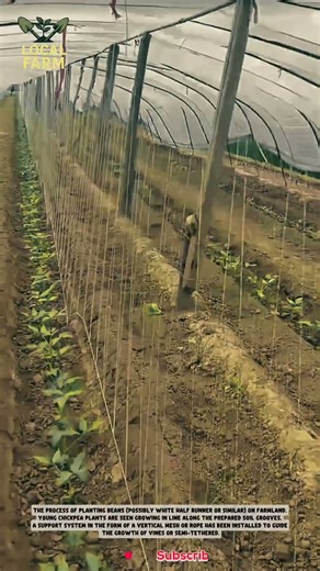 the process of planting beans (possibly White Half Runner or similar) on farmland #agriculture