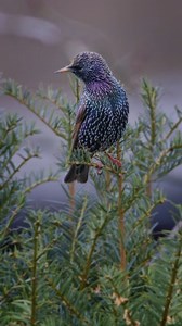 Common Starling: Medium-sized bird native to Europe, Asia, and parts of Africa. Known for its iridescent plumage and unique vocalizations. It inhabits both urban and rural areas, feeding on insects, fruits, and seeds. Often seen in large flocks, it displays mesmerizing aerial acrobatics called murmurations. However, populations in some regions are declining due to habitat loss and competition with other species. #reels #instagram #bird #nature #birds #birdsofinstagram #wildlife #photography #nat