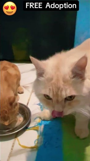 free prussian cat adoption 2026 | adopt now before they’re gone | free cat adoption near me