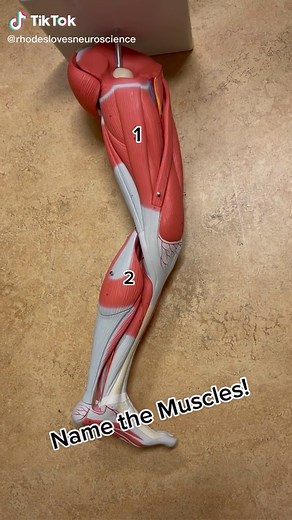 Muscle quiz #anatomy #muscles #nurses #nursesoftiktok #anatomyandphysiology #kinesiology #pt #ot