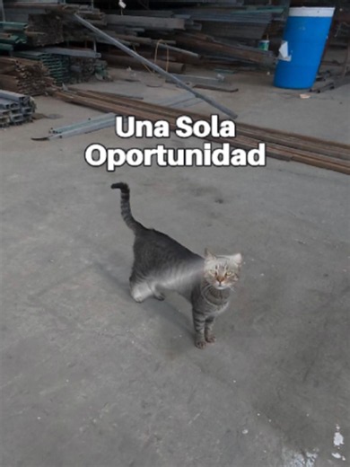 Una Sola Oportunidad #fyp #u #urielvarela