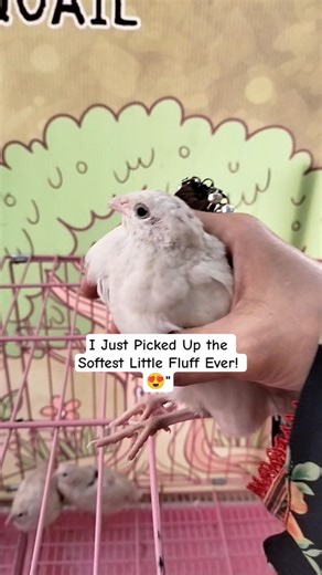 This Tiny King Quail is a Fluffy Dream! 😍✨#birds