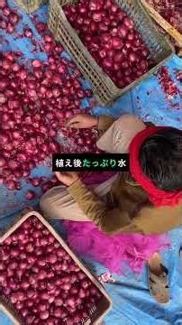 🧅 玉ねぎ栽培は苗選びで8割決まる！失敗しない3つのポイント