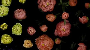 Stunning time-lapse shows spring flowers blooming