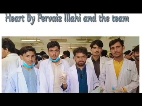 Dissection Of Goat Heart