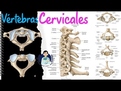 Vértebras Cervicales - Típicas y Atípicas - Fácil y didáctico