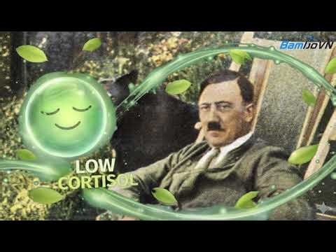 TIA Ft. Lê Thiện Hiếu - Ai Đưa Em Về / Low Cortisol Song (Hitler cover)