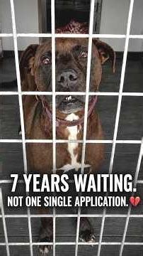 He Was Just A Puppy… Now He Is A Senior And Still Waiting💔😭 #adopt #rescue #dog #shorts #love #sad