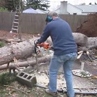 Cutting A Fallen Tree