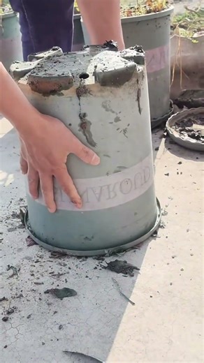 How Poplar Trees Are Grown from Cuttings – Fast Propagation Method