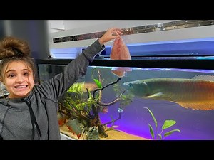 My GIRLFRIEND Feeds All My MONSTER EXOTIC FISH... (Funny)