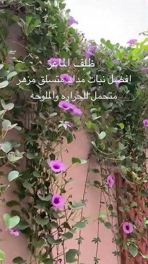 ظلف الماعز اسرع نبات في النمو ويتحمل الحراره