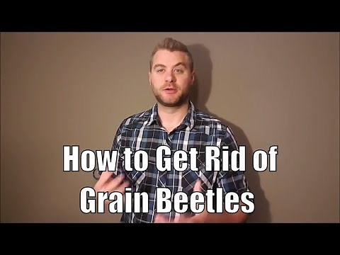 A few easy tips for how to get rid of grain beetles