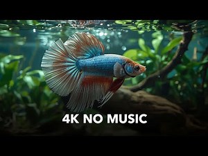 10 Hours Aquarium Ambience | Peaceful Fish & Gentle Bubbles for Deep Sleep & Healing 💫🐟