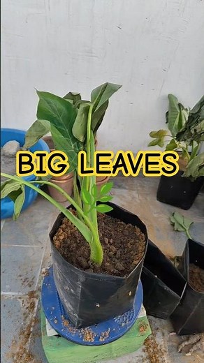Elephant Ear Plant Growth 😍 Day 7 & 14 Update