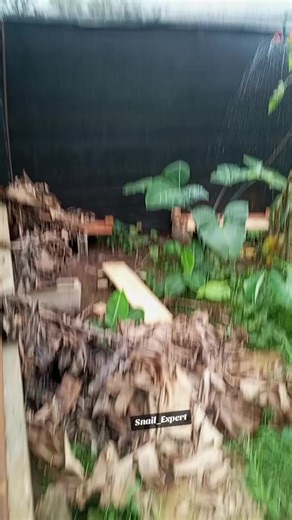 Snail Farming: Natural Environment on the Farm