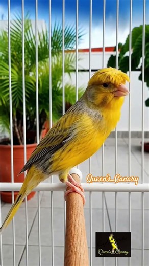 Beautiful Yellow Crested Canary Singing Naturally | Relaxing Bird Sounds 🐤💛 ‪@KenariMasteran‬