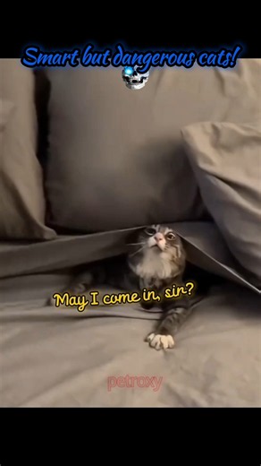 Genius Cats With Dangerous Energy 😱🔥#cat #smartcat #dangerous #viral #funnycat #pets #shorts
