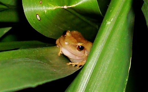 MISC: Reducing overgrown vegetation is key to lowering coqui frog numbers | Maui Now