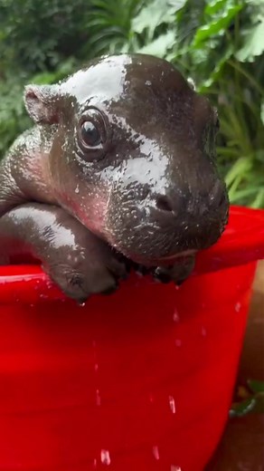 I Want A Hippopotamus For Christmas - Cute Baby Hippo Video