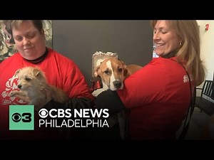 Meet some of the adoptable pets in Brandywine Valley SPCA's Mega Adoption Event