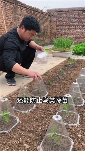 Mastering Spring Seedlings: Tips for Stable Growth