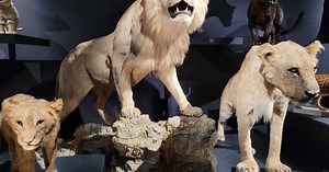 Taxidermie : "On rhabille l'animal en se servant de sa peau comme d'un pyjama"