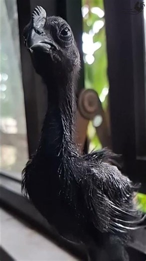 Neurovet Biar Anak Ayam Cemani kamu sehat #ayamcemani #obatayam #shorts