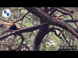Red Pandas Walking / Climbing ~ Animation Reference