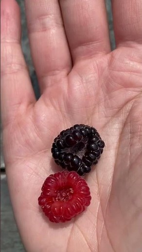 Black raspberry vs blackberry #raspberries #blackraspberry #blackberry #gardening #growfood #harvest