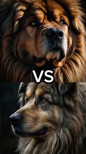 Versus dogs
