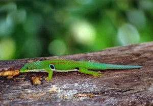 Phelsuma quadriocellata - Alchetron, the free social encyclopedia