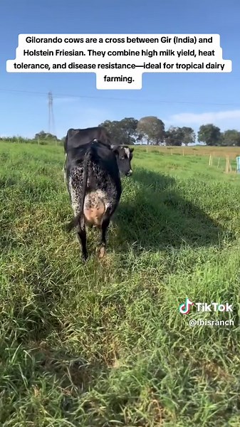 Gilorando Cows: Ideal for Tropical Dairy Farming