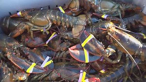 New lobster fishing regulations have begun