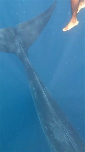 ニタリクジラとスイム！スリランカミリッサ地区
