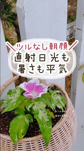 ちょっと変わった朝顔