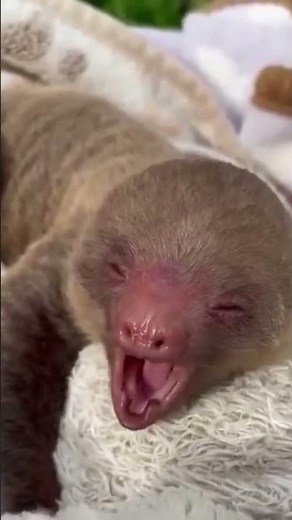 "¡Este Oso Perezoso Bebé Te Hará Decir Aww! 😍🐨" #animals #shorts