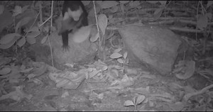 RAW VIDEO: Gone Monkey Gone! Capuchin Named 'Joker' Sparks Cruel Baby Howler Monkey Abduction Fad On Panamanian Island